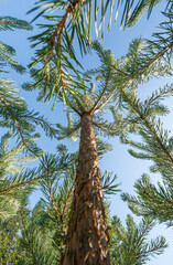 pine trees climbing into a bright blue sky