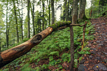 Fototapeta premium Handmade brown wooden railing in green forest