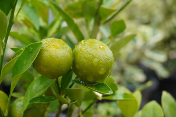 Green limes on tree.