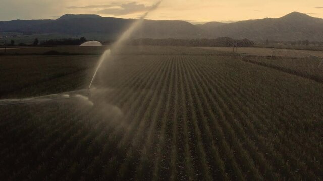 Fields irrigation in Alsace France