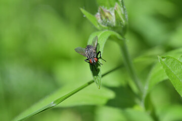 Naklejka premium Macro portrait of a housefly on a green leaf