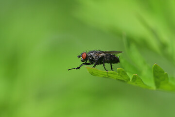 The wild flesh fly sits on a blade of green grass and rubs its front legs