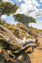 Bleached, beached tree near wooden steps to the beach