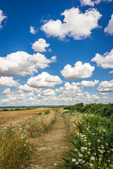 Farm track running through wildflowers