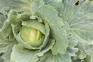 Fototapeta premium Head of cabbage in the garden