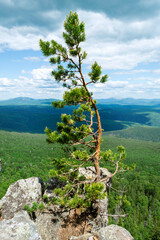 Fototapeta na wymiar A young pine tree growing on the very edge of a huge rock.