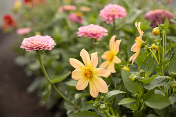 Many beauty flowers, yellow daisy close-up. Shallow depth-of-field