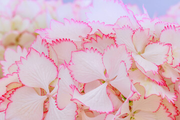 Hydrangea var. macrophylla Cocktail  with white balls of flowers with pink fringed edges in summer....
