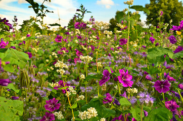 A beautiful meadow with vibrant wildflowers in front of a german landscape, mallows, poppies and sunflowers