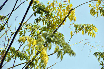 Beautiful green leaf in trees