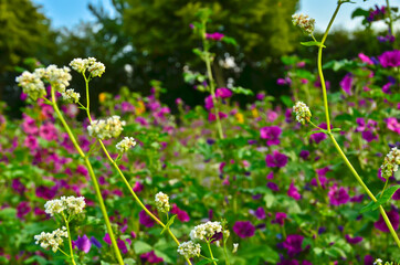 A beautiful meadow with vibrant wildflowers in front of a german landscape, mallows, poppies and sunflowers