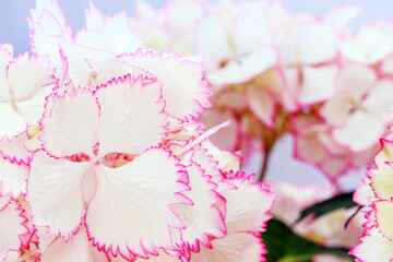 Hydrangea var. macrophylla Cocktail  with white balls of flowers with pink fringed edges in summer....