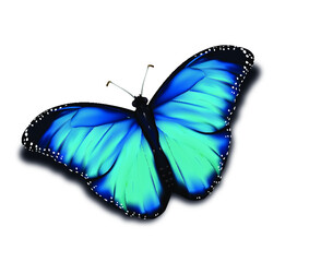 
blue butterfly