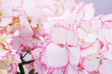 Hydrangea var. macrophylla Cocktail  with white balls of flowers with pink fringed edges in summer....