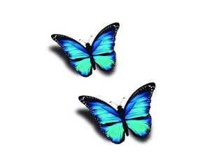 Obraz na płótnie Canvas blue butterfly