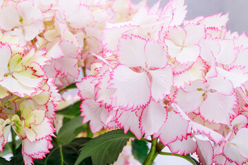 Hydrangea var. macrophylla Cocktail  with white balls of flowers with pink fringed edges in summer....