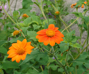 (Gerbera jamesonii) Gerbera-Hybrid mit rosettenförmigen grünen Blättern an Stielen, die große einzelne orangefarbene Blüten tragen