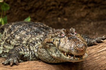 Cocodrilo zoo