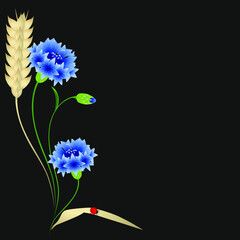 Blue cornflowers and wheat ears with ladybug on a black background.