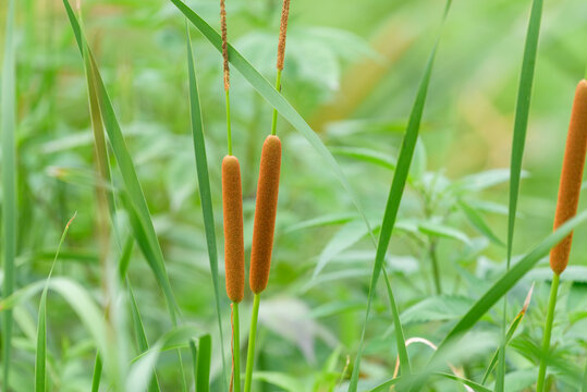 Ears of Southern Cattail, Typha domingensis