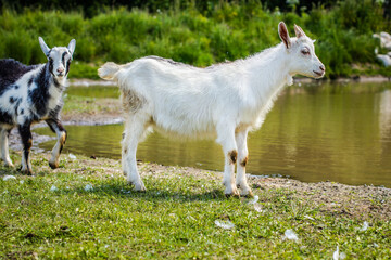 Two young goats are walking in the field along the stream