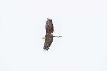 Aguila calva cetreria.