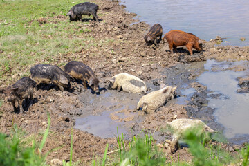 Piglets of the Hungarian mangalitsa lying in the mud in free range. Funny pigs playing outdoors