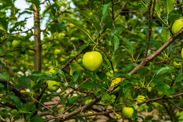 green apple on tree