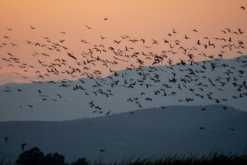 Aves al atardecer.