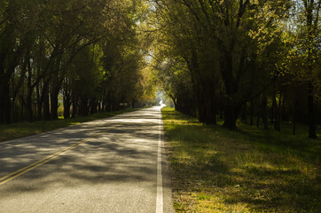 road in the park