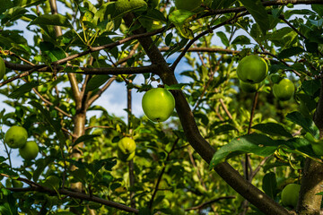 green apples on a tree