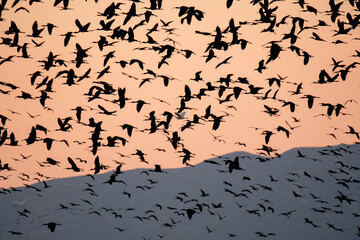 Aves al atardecer.