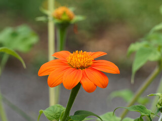 (Gerbera jamesonii) Orange Gerbera oder Barberton Gänseblümchen im Garten