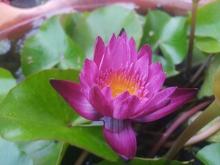 pink water lily