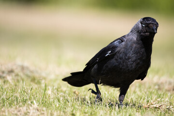Closeup of a black crow boldly walking towards the camera with a natural green background. Bird in The Netherlands.