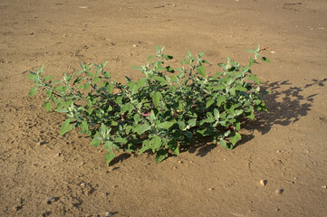 Chenopodium albym - Lamb's Quarters