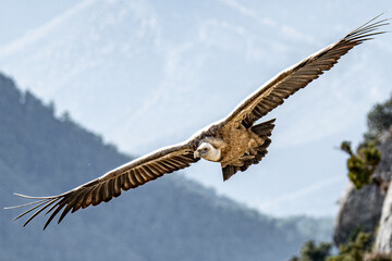 Buitre leonado en vuelo