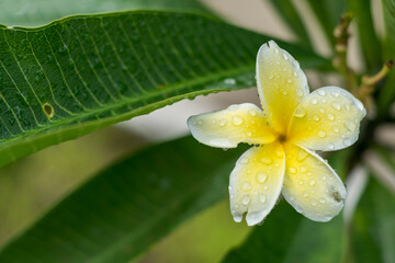 Fototapeta premium water drops on a yellow flower