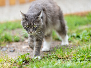Closed up of domestic adorable black grey Maine Coon kitten, young peaceful cat in sunshine day