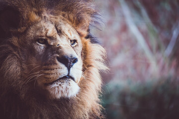 Naklejka na ściany i meble Portrait d'un incroyable lion d'afrique