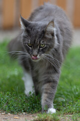Closed up of domestic adorable black grey Maine Coon kitten, young peaceful cat in sunshine day