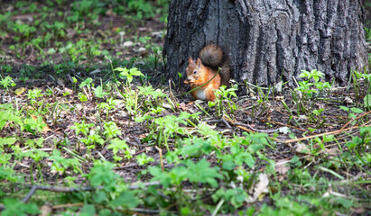 Rodent. A squirrel sits near a tree and eats. Beautiful red squirrel in the Park.