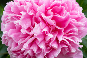 Peony Bud with dew drops. Close up. Selective focus.