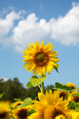 Obraz premium Single sunflower in the field and sky with clouds