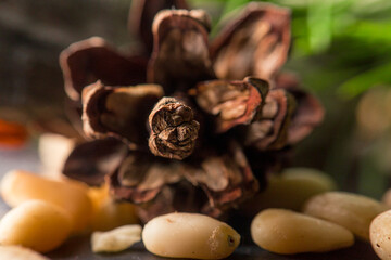 Cedar cone with seeds macro