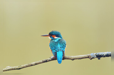 kingfisher on branch