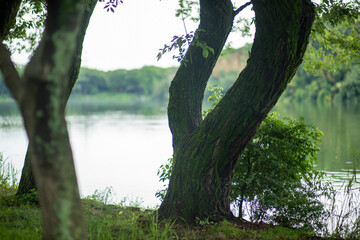 Fototapeta premium morning in the forest