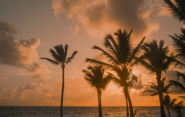 Palm trees and sunset