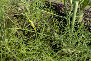 Camouflage pattern of Eastern Black Swallowtail butterfly larva feeding on fuzzy green fennel bathed in sunlight conceals the caterpillar from predators. Plant damaged by feeding bugs.