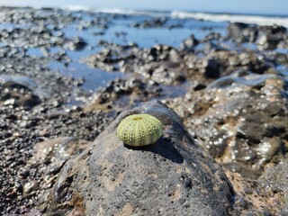 shell on the beach